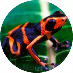 Red-headed poison frog