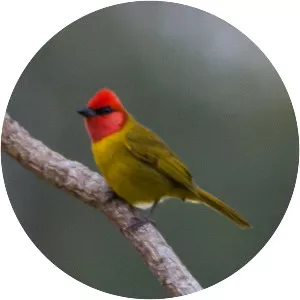 Red-headed tanager - Bird
