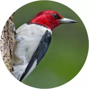 Red-headed woodpecker