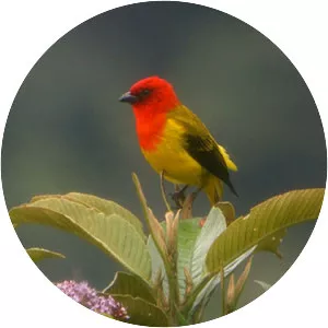 Red-hooded tanager - Bird