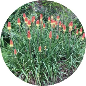 Red hot poker - Plants