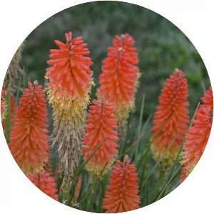 Red hot pokers