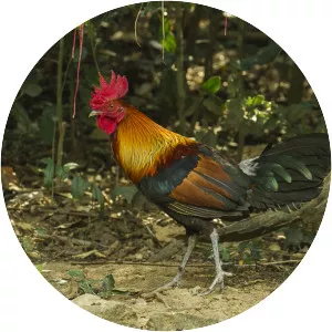 Red junglefowl