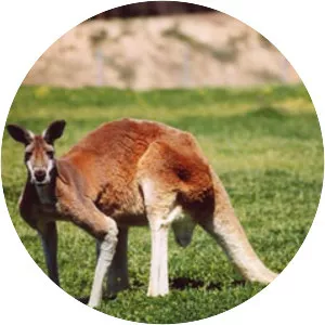 Red kangaroo