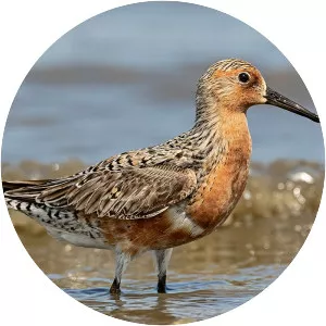 Red knot