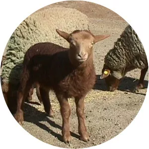 Red Lamb - Rock band