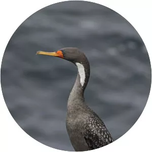 Red-legged cormorant
