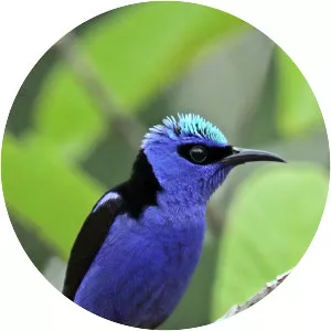 Red-legged honeycreeper