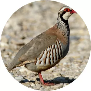Red-legged partridge - Birds