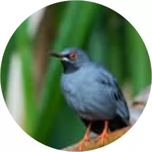 Red-legged thrush - Bird