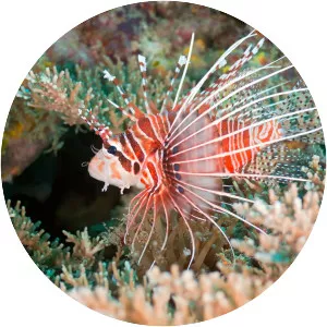 Red lionfish