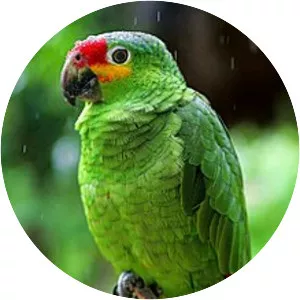Red-lored amazon