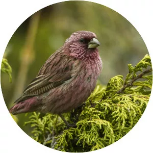 Red-mantled rosefinch