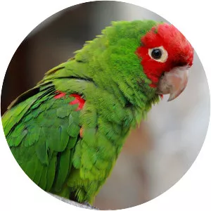 Red-masked parakeet