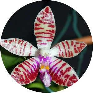 Red Moon orchid