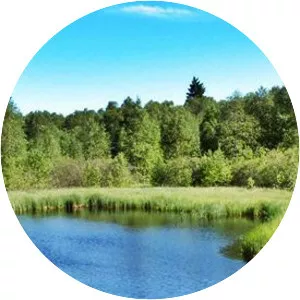 Red Moor - Raised bog in Germany