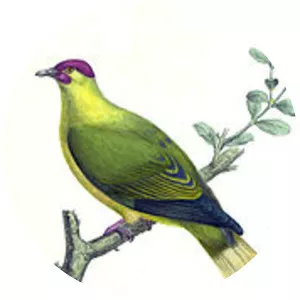 Red-moustached fruit dove - Bird