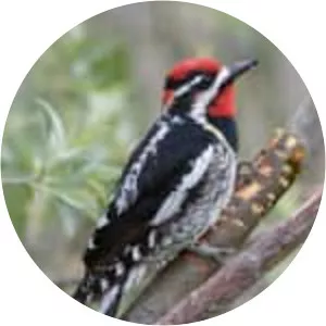 Red-naped sapsucker photograph