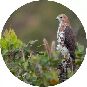 Red-necked buzzard - Bird