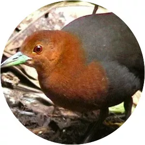 Red-necked crake - Bird