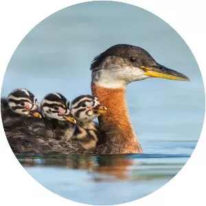 Red-necked grebe