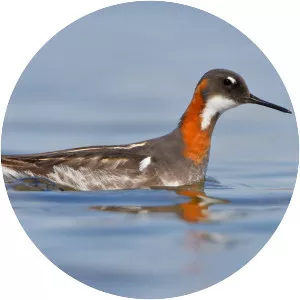Red-necked phalarope