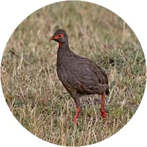 Red-necked spurfowl - Bird