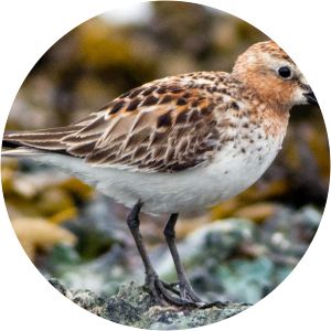 Red-necked stint