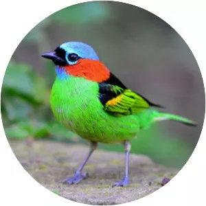 Red-necked tanager