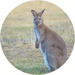 Red-necked wallaby