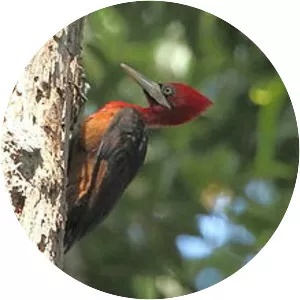 Red-necked woodpecker
