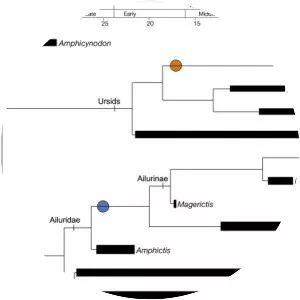 Red pandas photograph