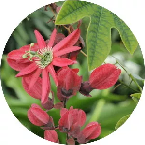 Red passion flower - 