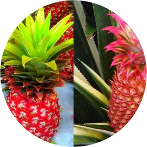 Red pineapple