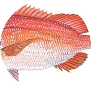 Red porgy - Fish