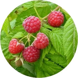 Red raspberry