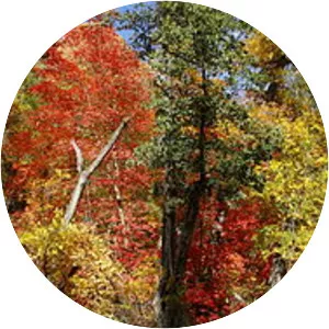 Red Rock-Secret Mountain Wilderness - 