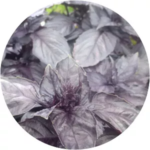 Red rubin basil