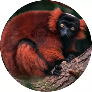 Red ruffed lemur