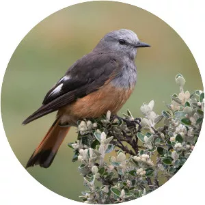 Red-rumped bush tyrant