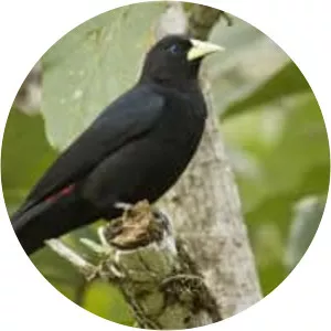 Red-rumped cacique - Birds