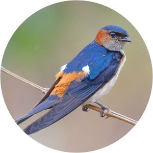 Red-rumped swallow - Birds