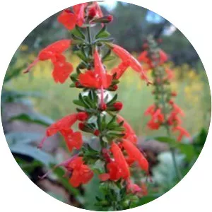 Red sage - Plants