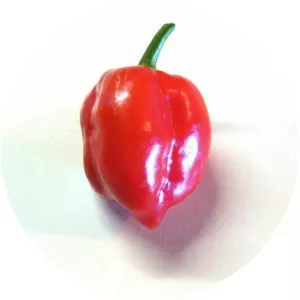 Red Savina pepper