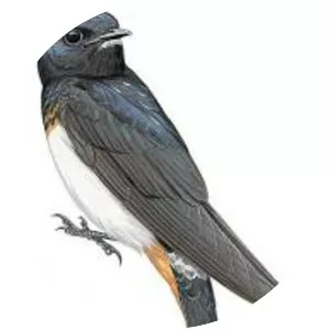 Red Sea cliff swallow