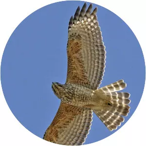 Red-shouldered hawk