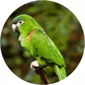 Red-shouldered macaw