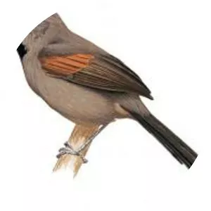 Red-shouldered spinetail - Bird