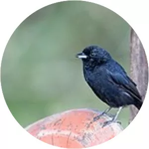 Red-shouldered tanager