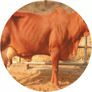 Red Sindhi - Zebu breed